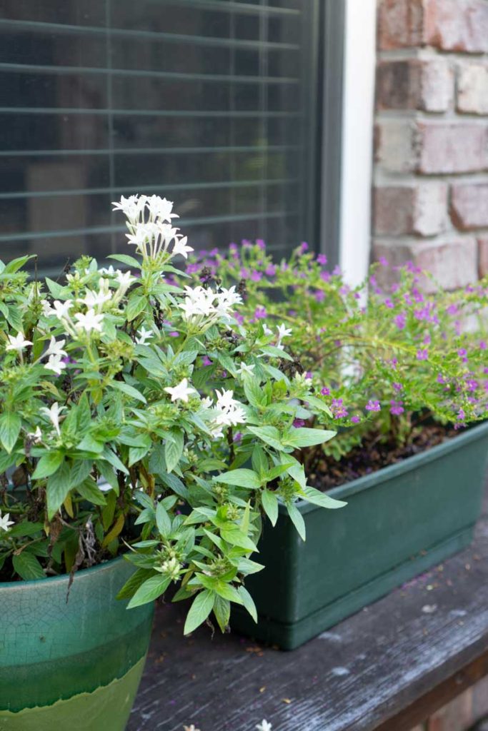 container garden on porch
