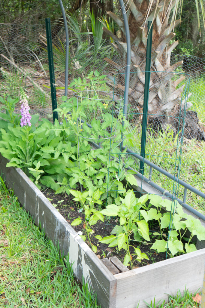 raised garden bed