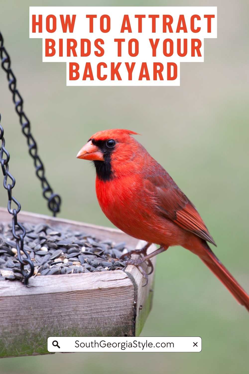 How to Attract Birds to Your Yard - South Georgia Style