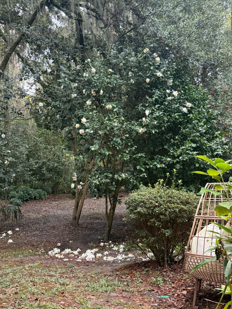 camellia tree with white flowers