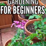 collage of plants in pots with overlay reading container gardening for beginners
