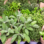 herbs in pots