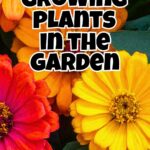 collage o fzinnias with text overlay reading fast growing plants in the garden