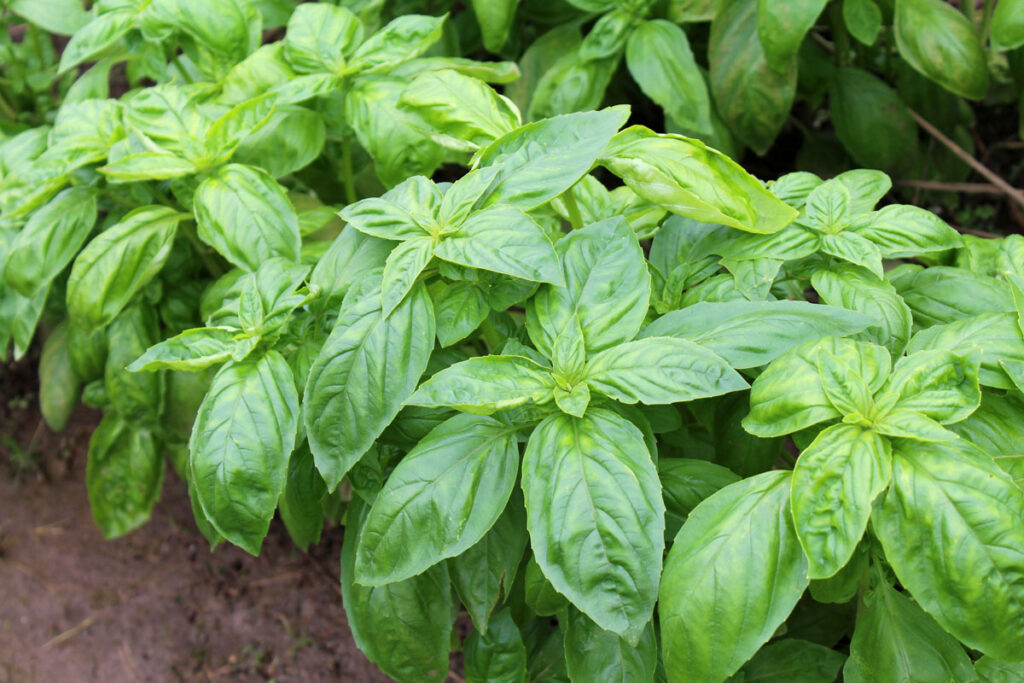 basil in garden