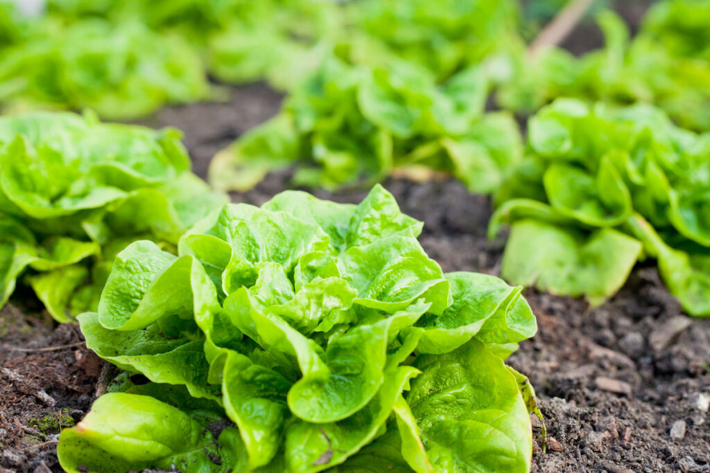 garden of lettuce
