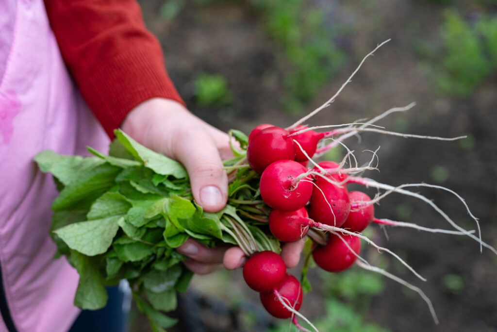 hand holding radishes