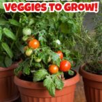 tomato plant in pot with overlay reading beginner friendly veggies to grow