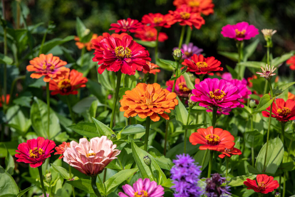 colorful zinnias