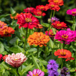 colorful zinnias