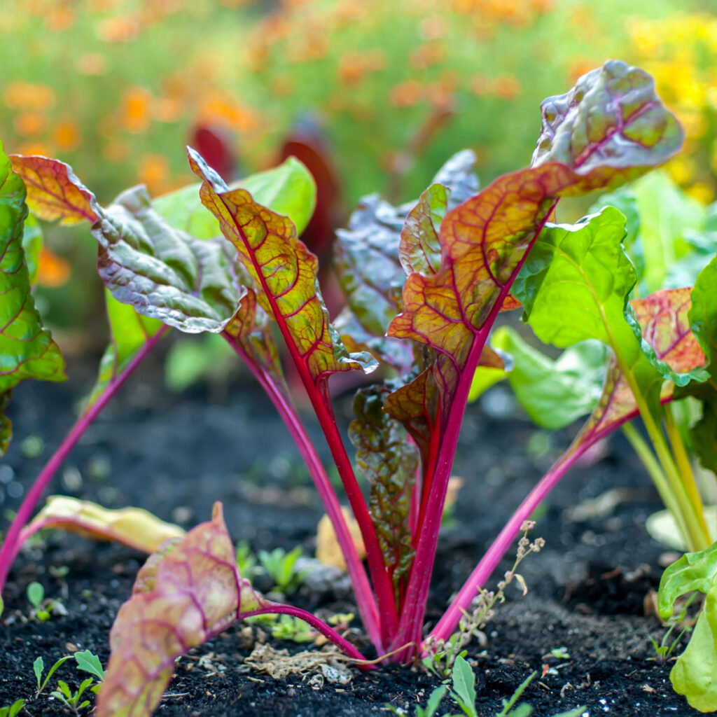 beetroot in garden