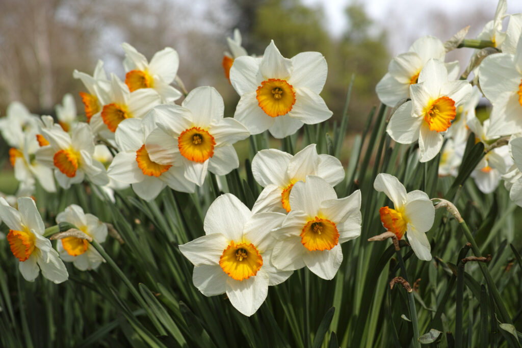 light colored daffodils