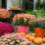 pumpkins and mums on porch
