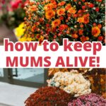 collage of mums with text overlay reading how to keep mums alive