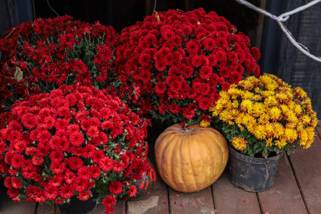autumn mums with pumpkin