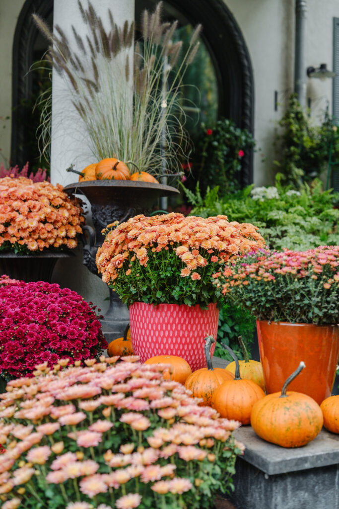 mums and pumpkins on porch