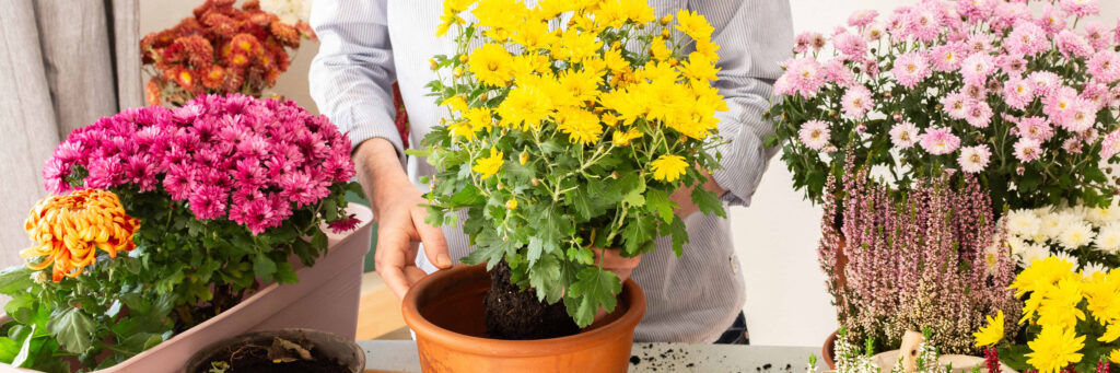 repotting mums